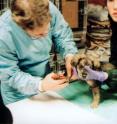 As Hurricane Katrina unfortunately demonstrated, the family pet may require emergency attention during a disaster. The NC State University College of Veterinary Medicine is preparing all graduates to be federally credentialed first responders.