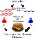 Blood samples were analyzed for differences (mutations) in DNA and RNA that affect the level of gene expression. The result of these mutations would cause the individual to be less able to metabolize carbohydrates.