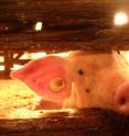 Each year 125 million male pigs are slaughtered in Europe.