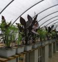 This is a nutrient recirculation system planted with test plants including canna 'Australia'