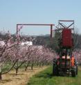 The horizontal prototype of a string thinner is designed to thin peach blossoms in orchards trained to open-center or vase systems.