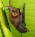 Brown University researcher Daniel Riskin has discovered how a species of bat in Madagascar roosts head-up. The bat uses wet adhesion, not suction, as previously believed.