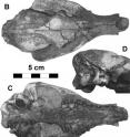 California Academy of Sciences curator Zeray Alemseged and his colleagues described this new (extinct) species of raccoon dog (<I>Nyctereutes lockwoodi</I>) from the fossil record in Ethiopia. Academy scientsts described 93 other new species in 2009.