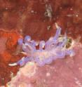 California Academy of Sciences curator Terry Gosliner described this new species of nudibranch, <i>Phyllodesmium karenae,</i> from the Philippines in 2009. Academy scientists desribed 93 other new species in 2009.