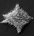 This is a scanning electron micrograph of one of the characteristic brackish water species of the genus <i>Wezteliella</i>.