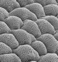 This is a scanning electron microscopic view of flower petal nanoridges.