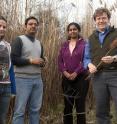 Members of the UD research team with Phragmites plants are, from left, Emily Alff, undergraduate researcher; Professor Harsh Bais, who led the study; Amutha Sampath Kumar, postdoctoral researcher; and Professor Thomas Hanson.