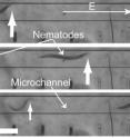 (a) The application of +8 V cm-1 electric field (E) caused an animal (724 µm long) to move with the speed of 308 µm s-1 to the right towards the cathode.  (b) At a lower field strength in a reverse direction (-3 V cm-1) the animal (847.5 µm long) moved with a speed of 342 µm s-1 to the left towards the cathode. Dark thick arrows illustrate the worm's position. Scale bars are 1 mm.