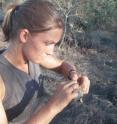 University of Utah biologist Jen Koop captures a bird in a net in the Galapagos Islands off Ecuador. Koop and other researchers used such nets to capture finches -- the birds studied by Charles Darwin -- and determine they develop antibodies when exposed to two invading parasites, the pox virus and the nest fly.