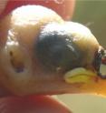 A researcher holds a baby finch whose nares or nostrils have been chewed and destroyed by parasitic nest fly larvae. The nestling's ears also may have been chewed by the larvae. University of Utah researchers determined the birds develop antibodies specifically aimed at the parasites, but more research is needed to learn if the immune response helps or hurts the birds.