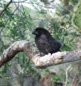 A male medium ground finch sits on a tree branch in Ecuador's Galapagos Islands. A new University of Utah study shows that when these birds are exposed to two alien parasites -- the pox virus and nest fly -- their immune systems are activated, raising hope they can defeat the parasites and avoid extinction.