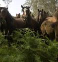 This is a feral herd of modern Northern Iberian horses.