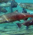 Pacific Northwest National Laboratory researchers helped develop the Juvenile Salmon Acoustic Telemetry System to study the migration of juvenile salmon through fast-moving rivers.