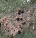 A new <i>Phylloblastia incidental</i> lichen has been found in the Iberian Peninsula.