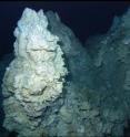 A 3-foot-long wreckfish swims by a portion of an 18-story (60 meter) chimney in the Lost City hydrothermal vent field. The white part of the edifice in the foreground is actively venting highly alkaline fluids rich in methane, hydrogen and abiogenic hydrocarbons. The warm, diffusely venting fluids support dense microbial communities that thrive on the chimney surface and interior.