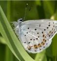 The Anna blue, <i>Lycaeides idas</i>, has become more common at the top of its elevational range than in recent decades.