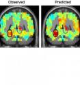 Additionally, the team was able to predict where the activation would be for a previously unseen noun. A computer program assigned a score to each word for each of the three dimensions, and that score predicted how much brain activation there would be in each of 12 specified brain locations. The theory generated a prediction of the activation for apartment based only on the patterns derived from the other 59 words. As one slice of the observed brain image from a human participant (left) and the theory (right) shows, the theory makes precise predictions, particularly about the two shelter-related coding areas in this slice (circled), where brighter red indicates more activation.