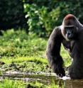 A western lowland gorilla crosses a stream through a marshy clearing in the Dzanga-Sangha Dense Forest Reserve in the Central African Republic. Melissa Remis, a Purdue anthropology professor who studies these gorillas, is collaborating with Rebecca Hardin, an associate professor of cultural anthropology at the University of Michigan's School of Natural Resources, to better understand issues that affect this protected reserve. The researchers advocate that understanding human cultures is key to preserving gorillas, elephants and other wildlife in African parks and reserves.