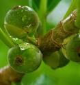 Female wasps enter fig inflorescences.  Inside, they usually pollinate the fig and lay their eggs.  However, sometimes wasps do not carry any pollen.  What happens in this case?