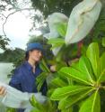 Charlotte Jander placed either a wasp carrying pollen or a pollen-free wasp in a bag around a fig fruit.