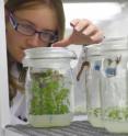 A researcher inspects young <i>Artemisia</i> plants growing in culture at the University of York