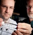 Chris Desjardins and Jack Werren of the University of Rochester inspect <i>nasionia</i> wasps along with the flies they infect.