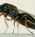 This is a female Nasonia wasp grooming. Scientists have mapped the genomes for three species of parasitic wasps in the Nasonia genus, providing scientists with a new genetic model system. Published in the Jan. 15 issue of<i> Science,</i> the availability of these genome sequences will aid the analysis of complex genetic traits, such as skin color, as well as complex human diseases. They may also help advance our understanding of how to use these wasps as natural agents against agricultural pests and disease-carrying insects.