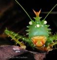 Crowned like a king, the spike-headed katydid, <i>Panacanthus cuspidatus</i>, is one of projected 100,000 insect species in Yasuni.