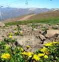 The invasive plant dandelion (<i>Taraxacum officinale</i>) reaches ecosystems
mountain of the Andes in Chile.