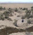 View of the "Southeast" channel of the Bidart fan, Carrizo Plain, looking downstream. The channel is offset approximately 10 m by the San Andreas fault, at the bend in the middle ground of the photo, near the pump can. Trench 18, or "T18" (foreground) was excavated to exposure sediment in the channel for mapping and radiocarbon dating.