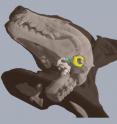Example of the three-dimensional micro-CT image data that was used to examine the anatomy of intact bat specimens. The stylohyal bone (shown in blue) connects the larynx with the bone that surrounds the eardrum (yellow) in bats that use laryngeal echolocation. In this non-echolocating species, the stylohyal passes interior to the bone surrounding the eardrum, without contacting it.