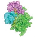 This image shows the three-dimensional structure of death-associated protein kinase (green and yellow) when bound to calmodulin (violet and blue). It was obtained by X-ray crystallography.