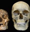 These are the skulls of <i>Homo floresiensis</i> (left) and <i>Homo sapiens</i> (right).