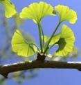 Ginkgo leaves are the source of a popular herbal remedy that new research suggests may increase the risk of seizures in people with epilepsy.