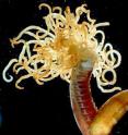 <i>Pista spinifera</i> is a polychaete worm found in subpolar regions.