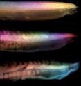 These are three rotting heads. A sequence of images showing how the characteristic features of the body of amphioxus, a close living relative of vertebrates, change during decay. Colors are caused by interference between the experimental equipment and the light illuminating the specimens.