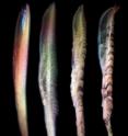 These are four rotting fish. A sequence of images showing how the characteristic features of the body of amphioxus, a close living relative of vertebrates, change during decay. Colors are caused by interference between the experimental equipment and the light illuminating the specimens.