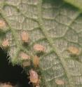 This is a wingless morph of <I>Myzus persicae</I> aphid on squash plant.