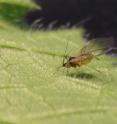 This is a wingless morph of <I>Myzus persicae</I> aphid on squash plant.