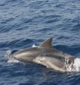 Extensive commercial fishing endangers dolphin populations in the Mediterranean. This has been shown in a new study carried out at the University of Haifa's Department of Maritime Civilizations. "Unfortunately, we turn our backs to the sea and do not give much consideration to our marine neighbors," states researcher Dr. Aviad Scheinin.