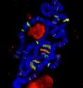 Polytene chromosomes -- giant chromosomes found in the salivary glands of fruit flies -- revealed that nucleoporins pull double duty as transcription factors regulating the activity of genes active during early development.

Image: