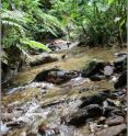 The Lower La Laja River in Trinidad is one of four streams used as guppy introduction sites.