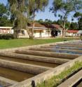 Fish ponds in Uganda