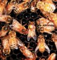 The waggle dancer (at center with yellow and pink paint marks) is frozen when receiving a stop signal from a bee marked "S" to her left.