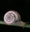 This is a live specimen of a terrestrial gastropod common in the Iberian Peninsula, <i>Cernuella virgata</i>, one of the most favored species after a fire.