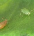 This species of aphid can be found as a pest on legumes and is represented by both pink and green color morphs.  The aphids in these pictures are adult females, feeding on fava bean, the plant they are commonly cultured on in the laboratory. Survival on their nutritionally poor diet is supported by an ancient and obligate bacterial symbiosis with a bacterium called <I>Buchnera</i>.  Aphid/<I>Buchnera</i> genome evolution has been intimate and includes examples of metabolic pathways shared between the two partners, and even loss of evolutionarily conserved pathways from one partner.