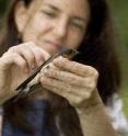 A new University of Colorado at Boulder study led by Assistant Professor Rebecca Safran, shown here,  indicates barn swallows that maintain a positive level of antioxidants outperform their peers in reproduction.