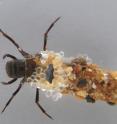 This caddisfly larva -- known as a "rock roller" to Utah and Wyoming fly fishermen -- lives underwater and spins natural sticky silk to build an underwater mobile home or case made of sand and rock grains (right half of image). But when placed in a laboratory aquarium with glass beads, the larva uses those beads to continue building its case (center). University of Utah bioengineer Russell Stewart has characterized the caddisfly's wet adhesive silk and hopes to synthesize a version for use as an adhesive tape during surgery.