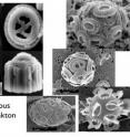 This compilation of scanning electron microscope images of organisms includes, at left, Paleocene nannofossils from 60-55 million years ago. These fossils are all post Cretacious Paleogene boundary. At right are several living nannoplankton species. Most of the objects in this compilation are also about 8 microns.