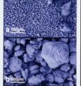 The sizes of deep sea foraminifera fossils from just after the impact (a) and immediately before the impact. The scale bar in both pictures is 500
microns (half a millimeter).